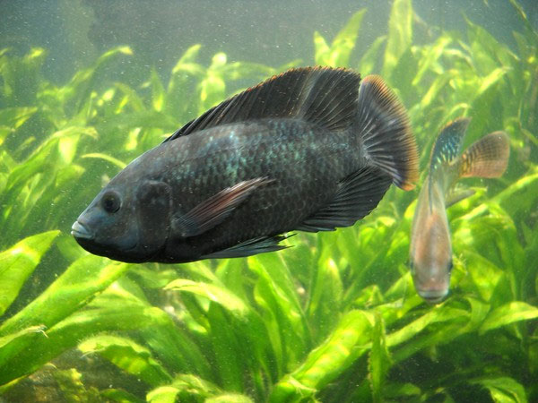 Picture 1 of 'Urine love story' has 1-0-2 of tilapia