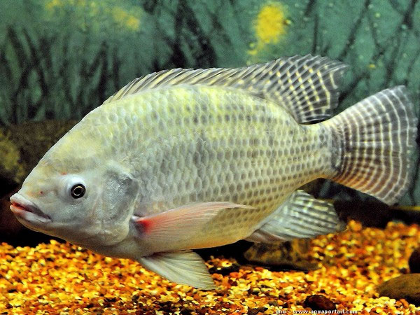 Picture 2 of 'Urine love story' has 1-0-2 of tilapia