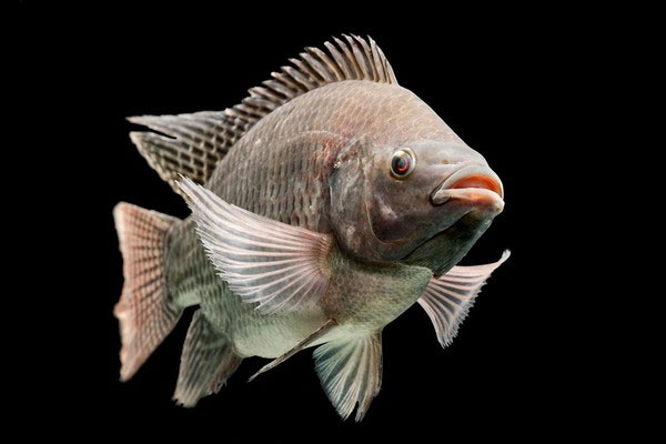 Picture 3 of 'Urine love story' has 1-0-2 of tilapia