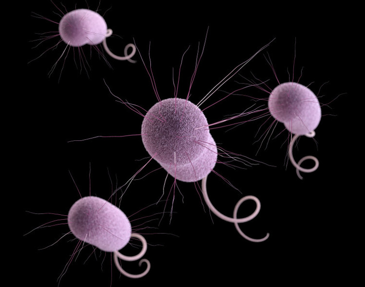 Picture 2 of US CDC warns: Bacteria
