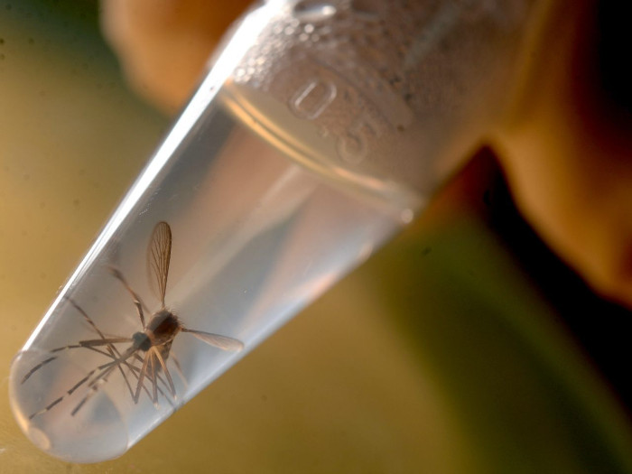 Picture 1 of US: FDA issued new guidelines for Zika virus