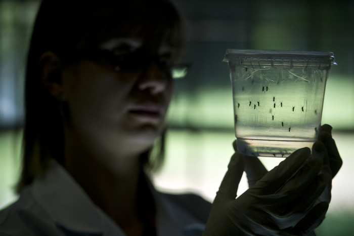 Picture 1 of USA: More cases of Zika virus causing birth defects