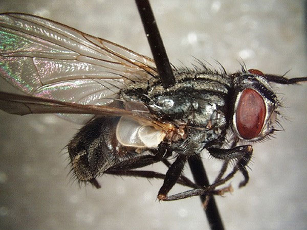 Picture 1 of Use flies to turn waste into food for pets