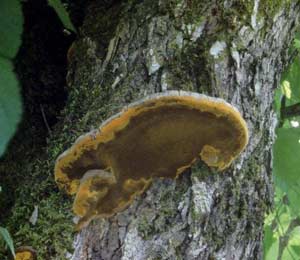 Picture 1 of Use fungi against prostate cancer