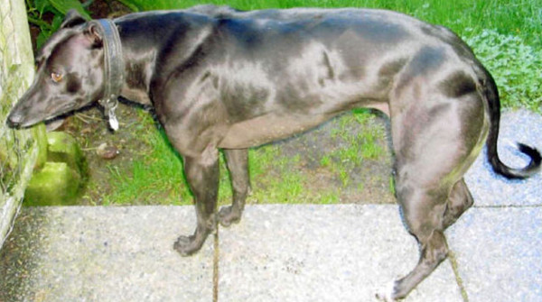 Picture 2 of Use genetic modification tools to create super-muscular dogs