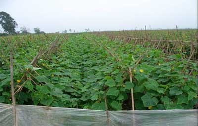 Picture 3 of Use 'natural enemies' to replace pesticides