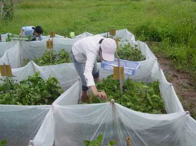 Picture 4 of Use 'natural enemies' to replace pesticides