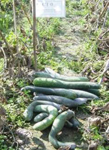 Picture 5 of Use 'natural enemies' to replace pesticides