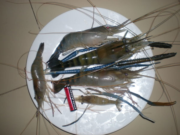Picture 1 of Use of biological preparations for freshwater prawn