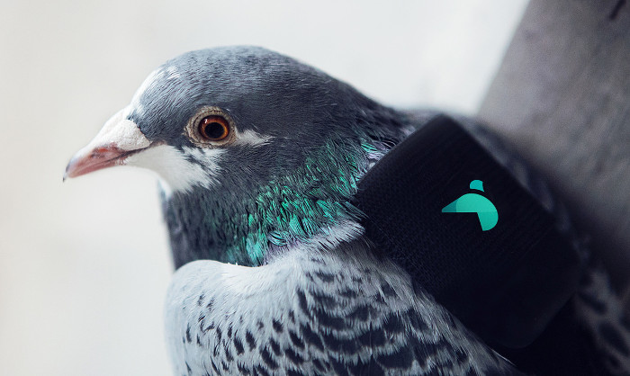 Picture 1 of Use pigeons to measure air pollution levels