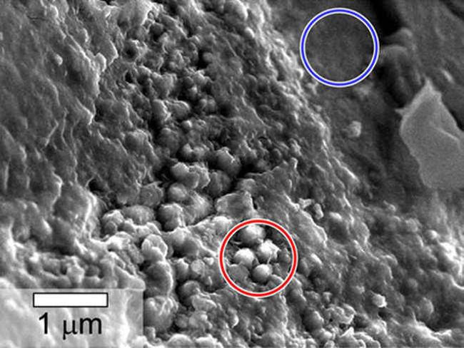 Picture 1 of Use 'scanning electron microscope' to search for biological samples on Mars