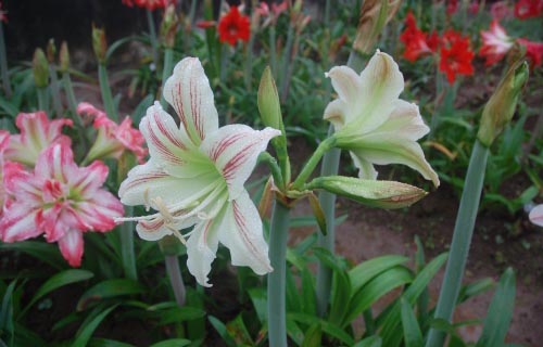 Picture 1 of Use sexual hybrid methods to create new orchid varieties