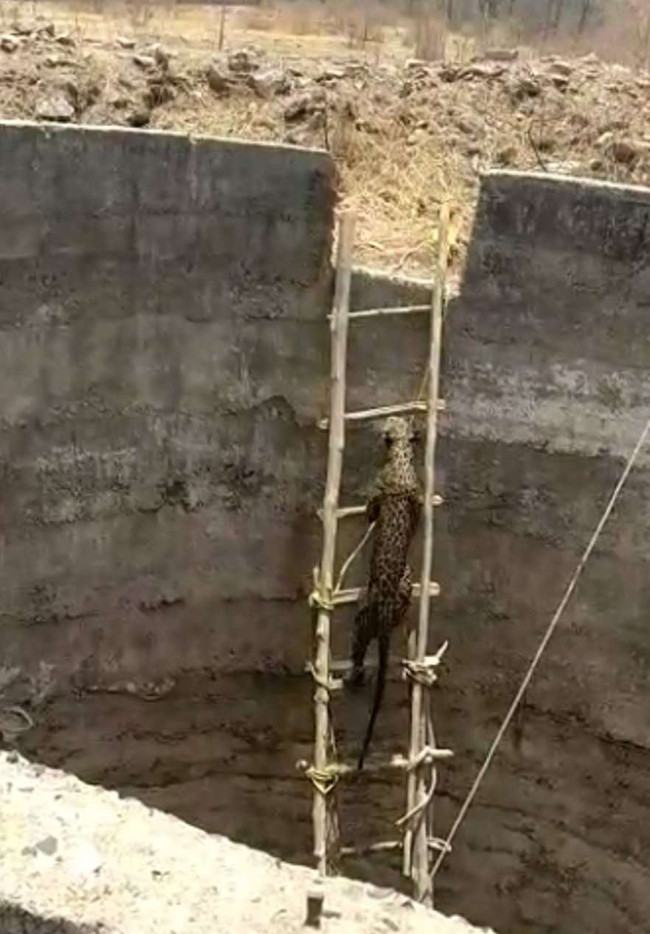 Picture 1 of Use the bamboo ladder to rescue the newspaper under the 6 meter deep well