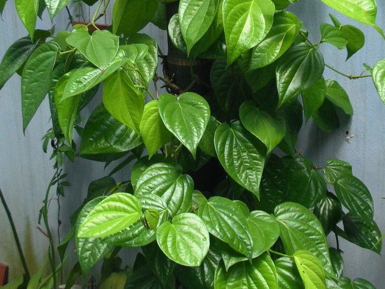 Picture 2 of Use this leaf to rinse your mouth, ignoring the chemicals that are being heavily advertised