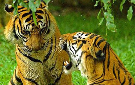 Picture 1 of Use tiger dogs