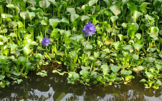 Use Water Hyacinth To Make Organic Fertilizer 7968