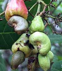 Uses as medicine of fruit images 1