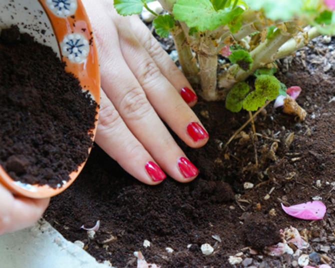 Picture 3 of Uses of coffee grounds