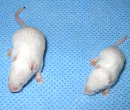 Picture 1 of Using medications to prolong life and improve mobility in mice with spinal muscular atrophy