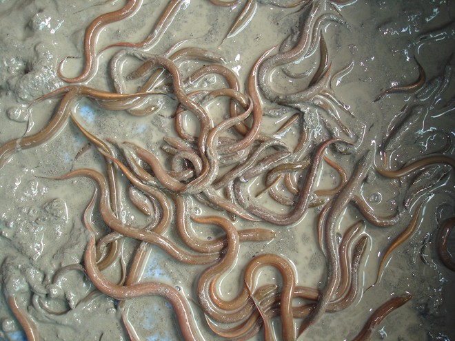 Picture 2 of Using nylon tanks to improve the productivity of terrestrial eel farming