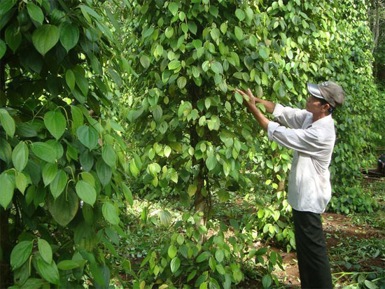 Picture 1 of Using probiotics in pepper cultivation