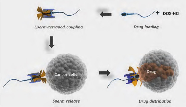 Picture 1 of Using sperm to transfer cancer treatment drugs