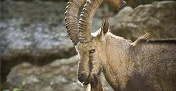 Picture 8 of Uvs Nuur Basin - World natural heritage in Mongolia