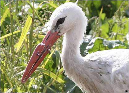 Picture 1 of Uzonka stork has a fake mine