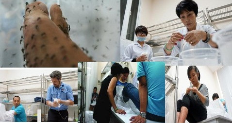 Picture 2 of 'Vaccination for mosquitoes': Strange application in the prevention of dengue fever