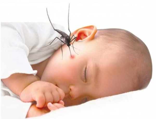 Picture 3 of 'Vaccination for mosquitoes': Strange application in the prevention of dengue fever