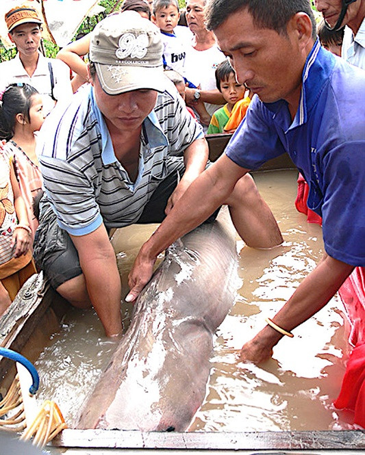 Picture 2 of Vam Nao and the interesting anecdote about the 5-legged crocodile
