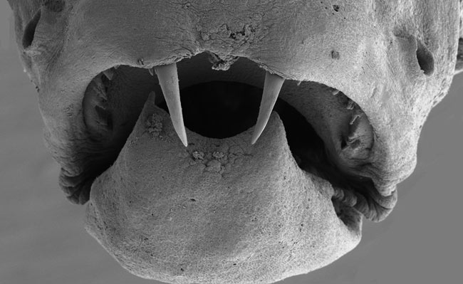 Picture 2 of 'Vampire fish' has fake fangs