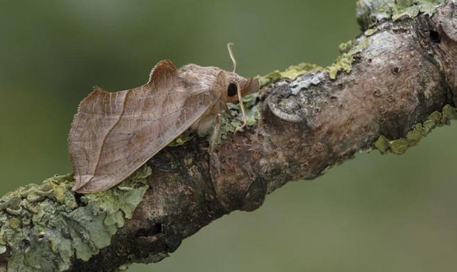 Picture 6 of Vampires in the animal world