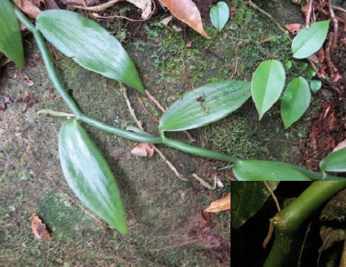Picture 5 of Vanilla orchid beauty in Khanh Hoa