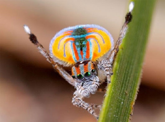 Picture 3 of Variety of animals that we know little about