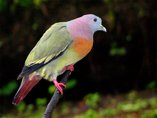 Picture 4 of Variety of animals that we know little about