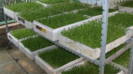 Picture 1 of Vegetable cultivation on the roof won the international science gold medal