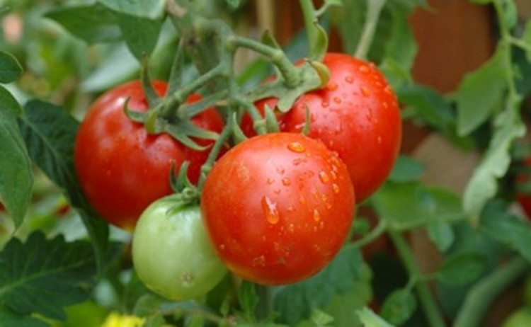 Picture 10 of Vegetables help prevent disease