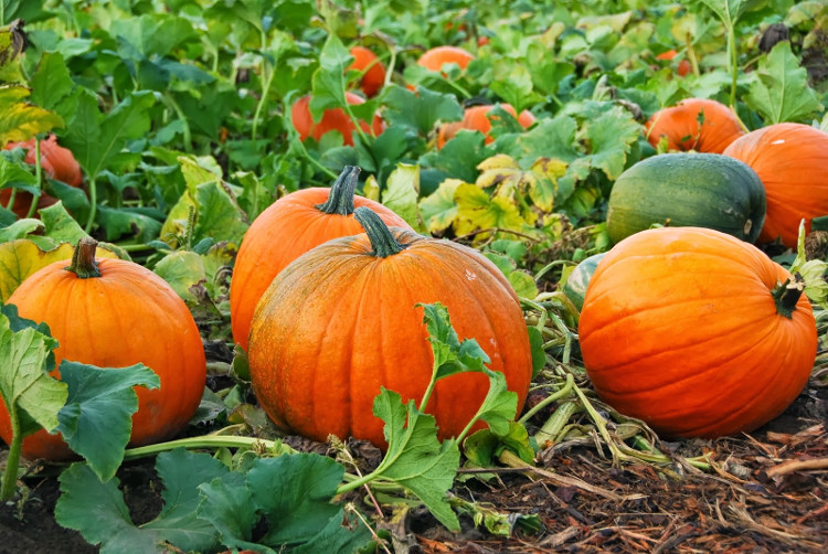 Picture 8 of Vegetables help prevent disease