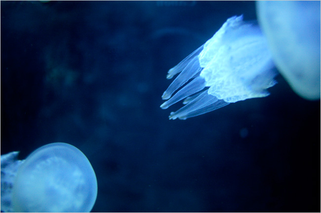 Picture 2 of Venom-containing tentacles refer to the decline of the sea