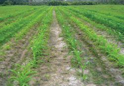 Picture 2 of Versatile cultivation machines - new products