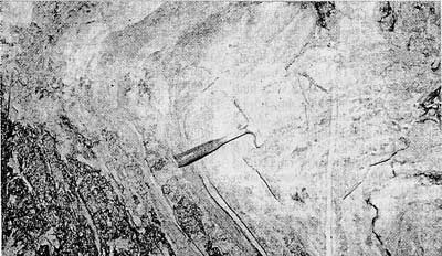 Vertebrate fossil in central Triassic limestone in Vietnam images 1