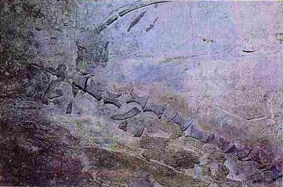 Vertebrate fossil in central Triassic limestone in Vietnam images 3