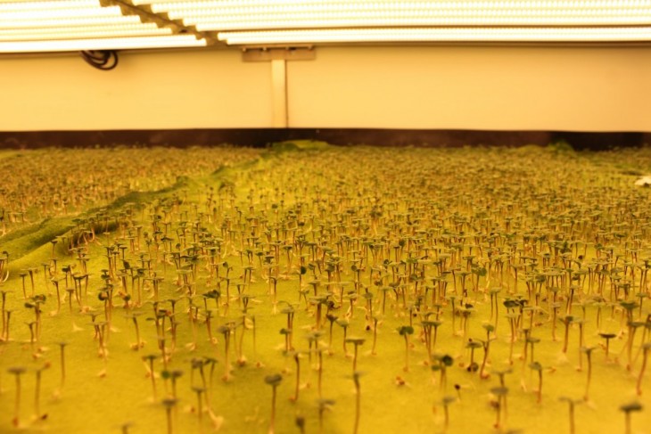 Picture 10 of Vertical farms provide 900 tons of fresh vegetables to the US every year
