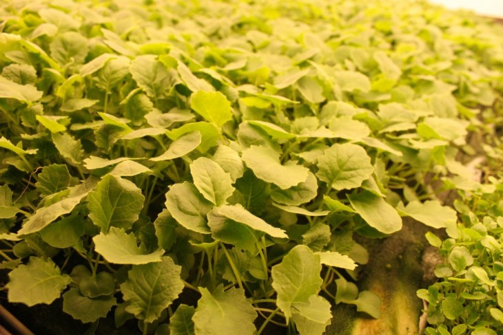 Picture 12 of Vertical farms provide 900 tons of fresh vegetables to the US every year