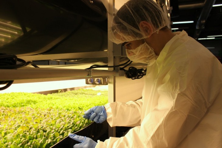 Picture 7 of Vertical farms provide 900 tons of fresh vegetables to the US every year