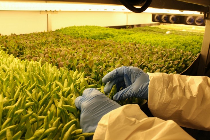 Picture 8 of Vertical farms provide 900 tons of fresh vegetables to the US every year