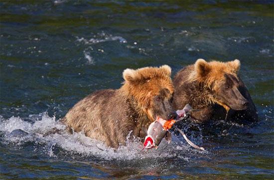 Picture 10 of Very funny pictures of gray bears hunting salmon on the waterfall