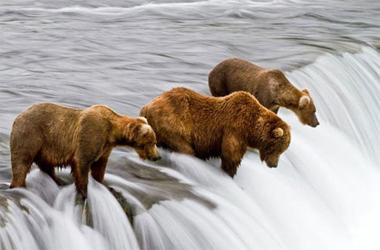 Picture 9 of Very funny pictures of gray bears hunting salmon on the waterfall