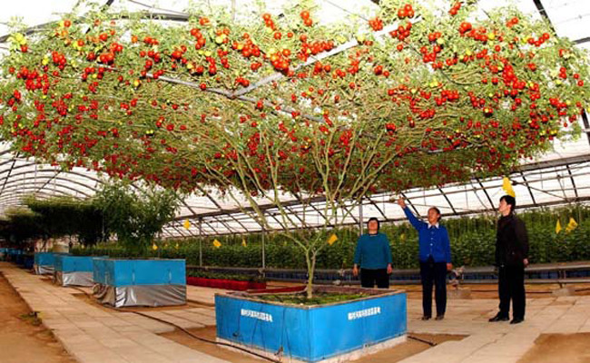 Picture 4 of 'Very good' tomato varieties produce tens of thousands of fruit per tree